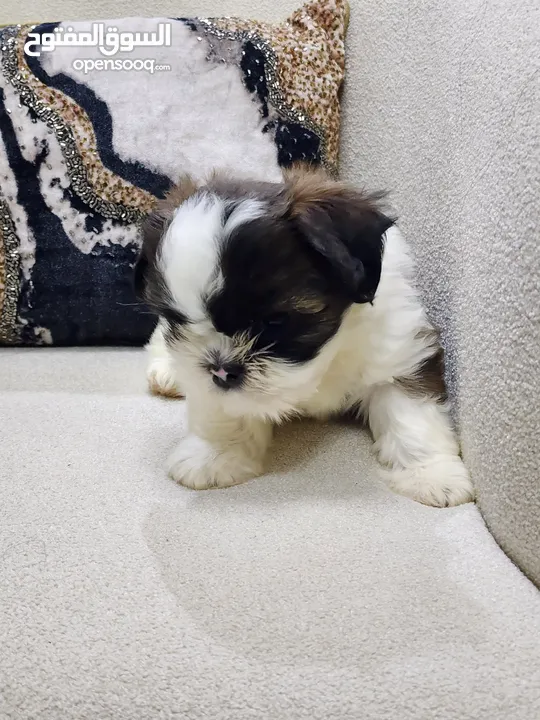 Pure home born Shihtzu puppies