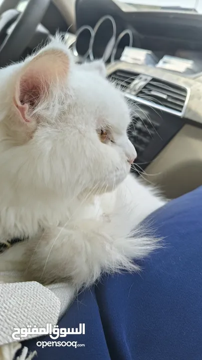 percian socialy kind withot voice persian cat