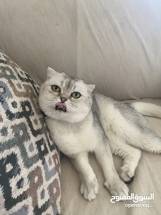 ذكر سكوتش فولد ابيض للتزاوج grey shaded