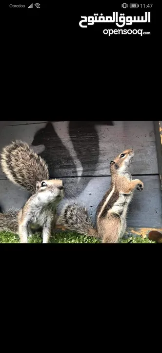 les ecureuils سنجاب سناجب السناجب