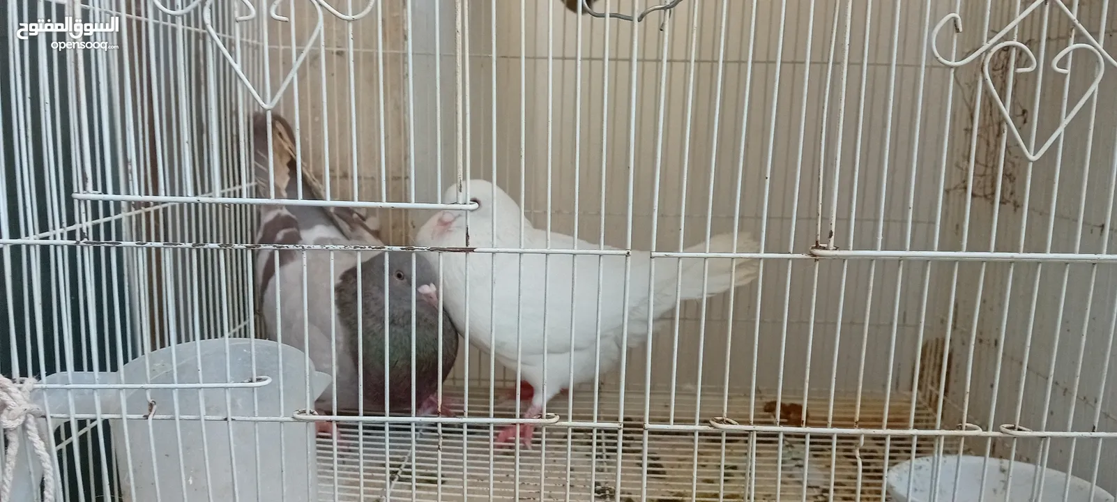 Big pigeon  male and female for sale