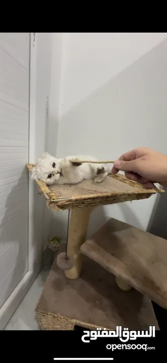 Beautiful Cat for Sale – Healthy & Friendly ( urgent sale i am leaving)