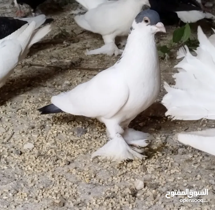 حمام كنكات وعمري وبالوني ونوري قراقطه نخب نار