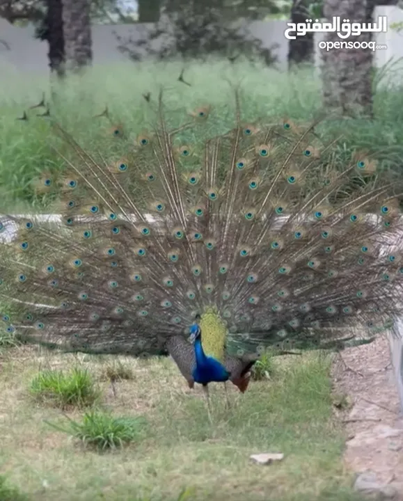 طاووس بأحجام كبيرة