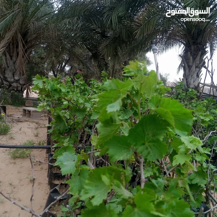 عنب كاردينال وفرنسي موشح وبناتي درجا اولا العمر سنه ربي يبارك