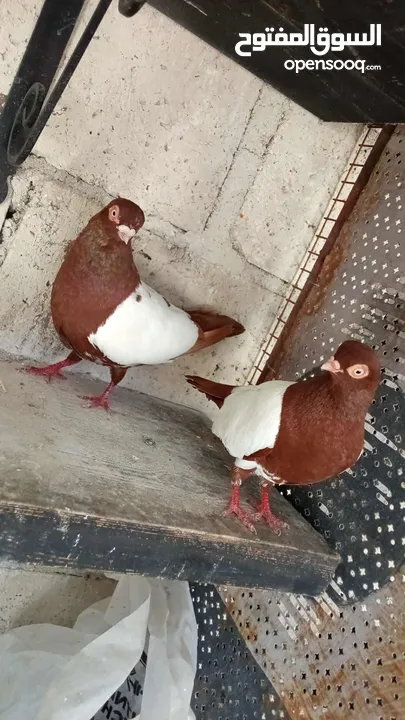 جواز حمام للبيع