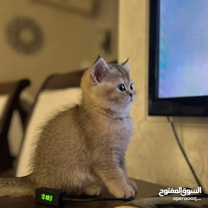 قطط سكوتش ستريت (بيور 100%) للبيع ، وبسعر رمزي جدا !!