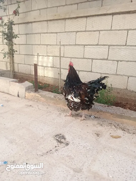 ديك سايكس كرستال عمرو تقريبا 6شهور