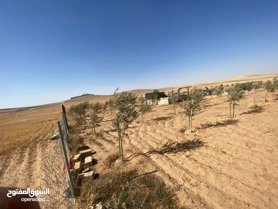 مزرعه زيتون