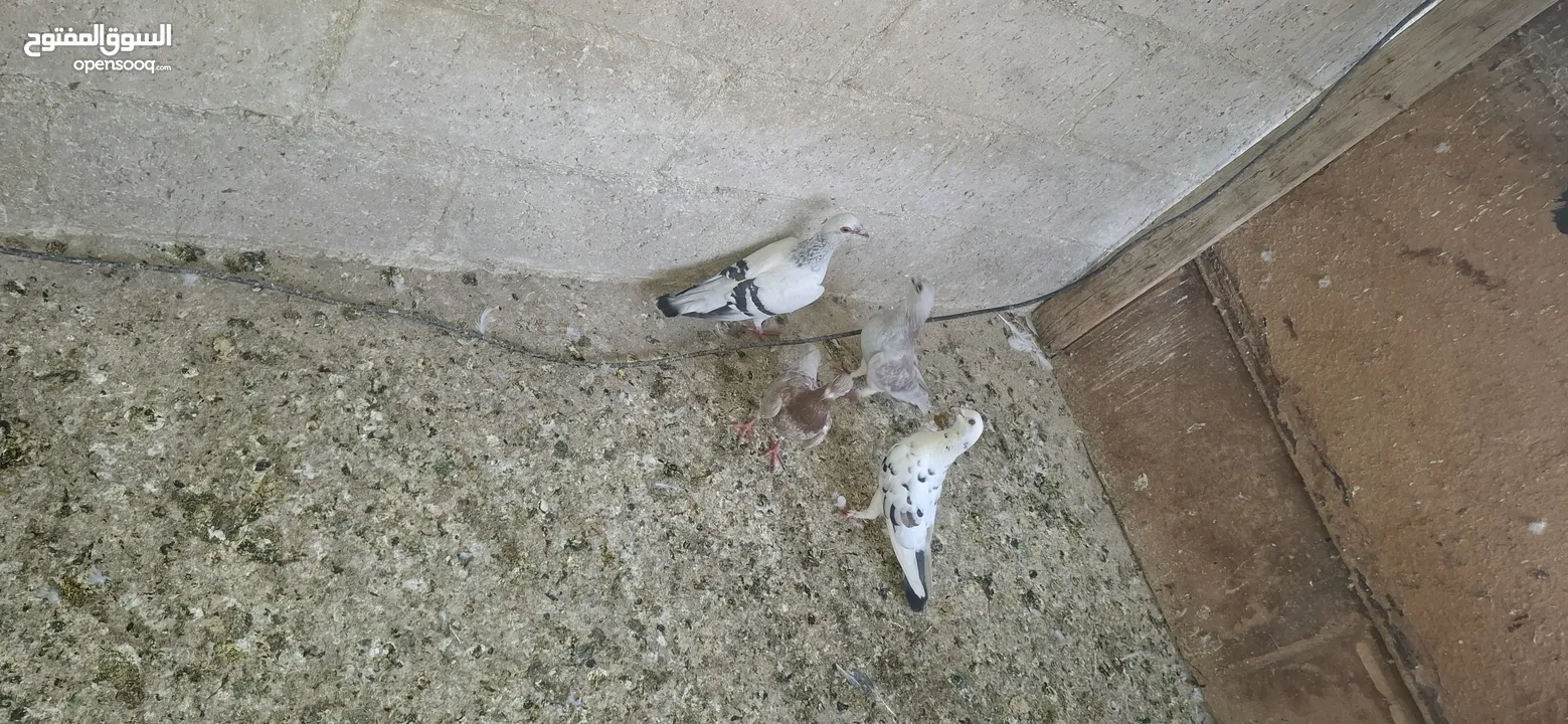 حمام للبيع كشمري  وبلدي  وبوز