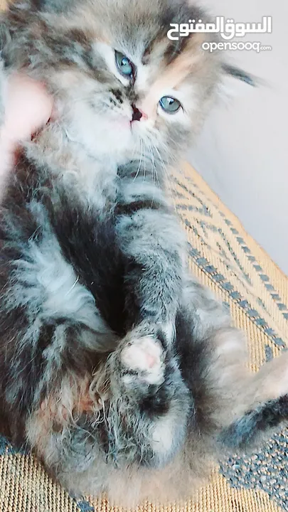 كيتنز بيرشن بيور مدربين ومطعمين حشرات 47 يوم