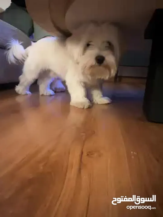 للبيع – كلب مالتيز ذكر – 8 أشهر – الرياض  For Sale – Male Maltese Dog – 8 Months – Riyadh