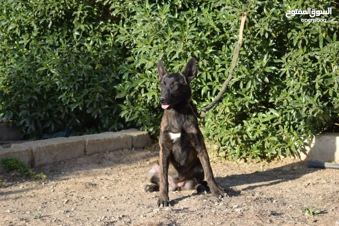 جراء بلجن مالينو و الراعي الهولندي (Belgian Malinois & Dutch Shepherd)