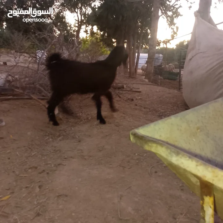 صخله صلات انبي عمر ثلاث شهور صحه ونضافه مكفوله من جميعو