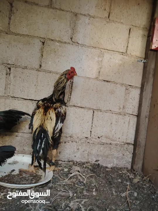 باكستاني، براهما، امهات لاحم فرخات عمر 3 شهور  صوص باكستاني حر  ديوك باكستاني خط أول و فرخات شغالة
