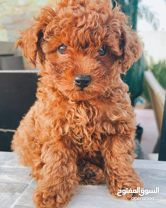 PURE BREED RED TOY POODLE PUPPIES