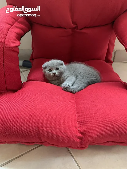 SCOTTISH FOLD AND BRITISH SHORT HAIR