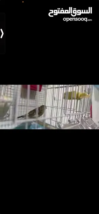 يوجد طيور كناري مميزة وجميلة في الخليل