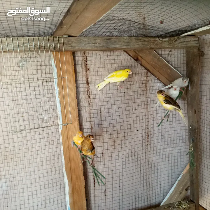 كوم كنار للبيع