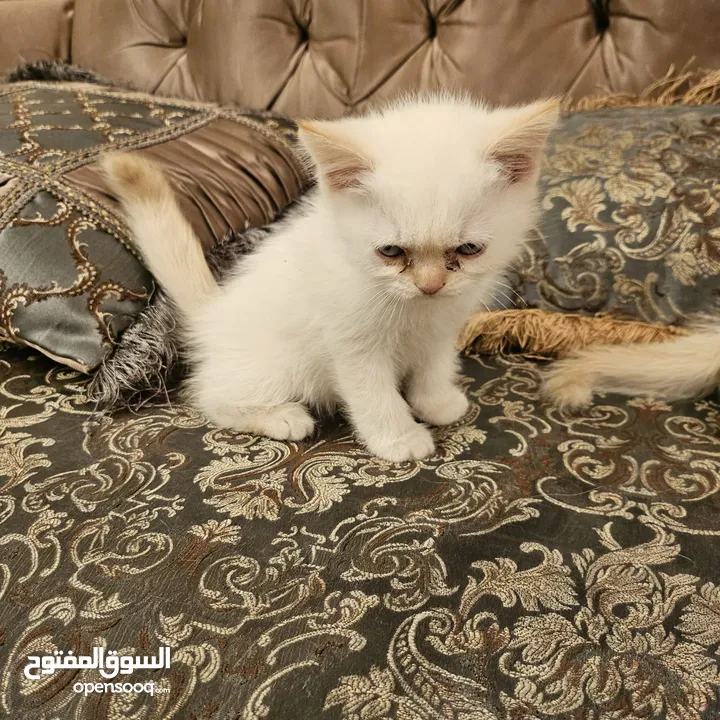 قطط راغدول مكس سكوتش