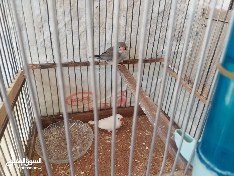 عصافير جنه للبيع على وجه بيض مع قفص خشبي وعش خشبي للبيع الموقع الكرك العدنانيه اي استفسار الاتصال