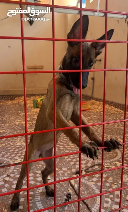 ملاينوا اخر حبه malino last one