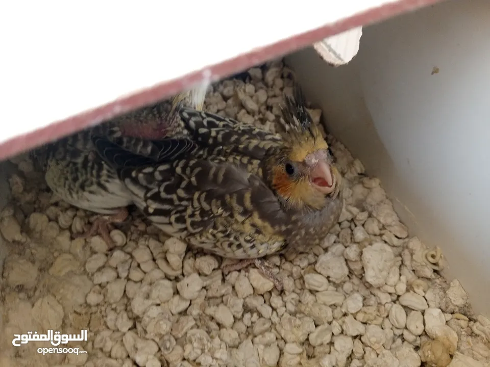 لعشاق الزق اليدوي