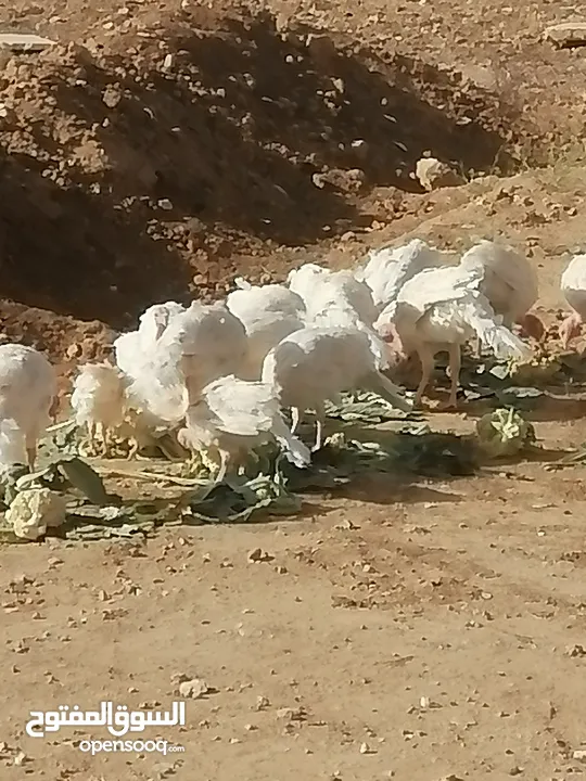 أرنب بابيون و حبش ابيض و قفص كبير