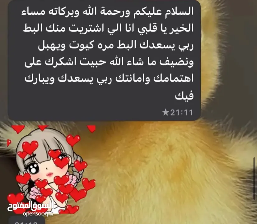 كتاكيت بط (( متجر الكتكوت الصغير ))