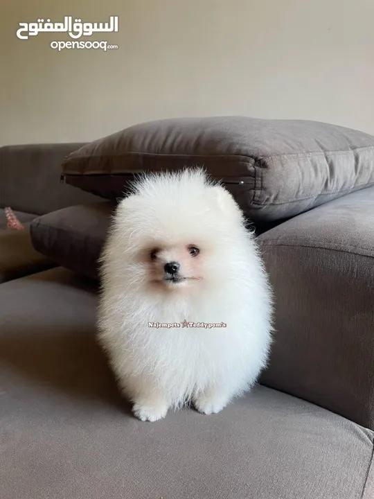 بيبي فيس حجم صغير: Pomeranian