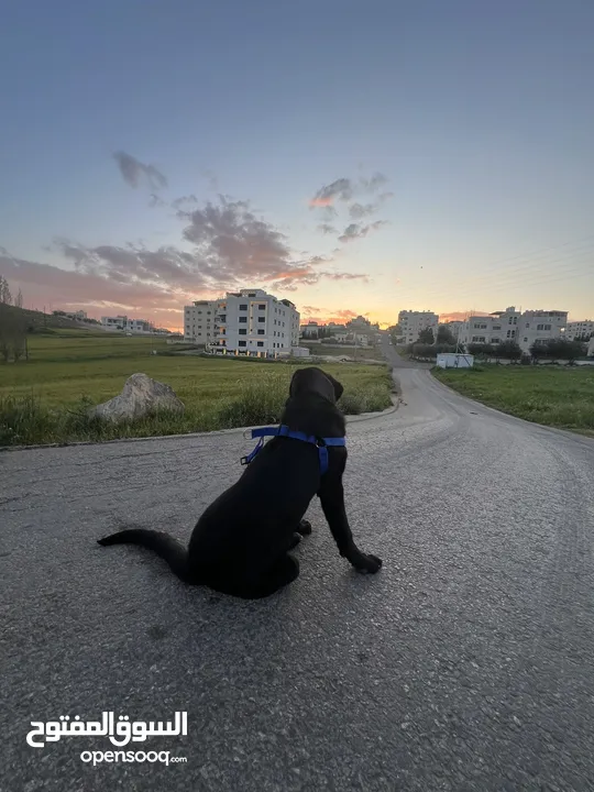 كلب black labrador retriever لابرادور اسود