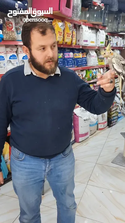 كوكتيل ازبيلا حبات نخب أليفة جدا اقرأ الوصف