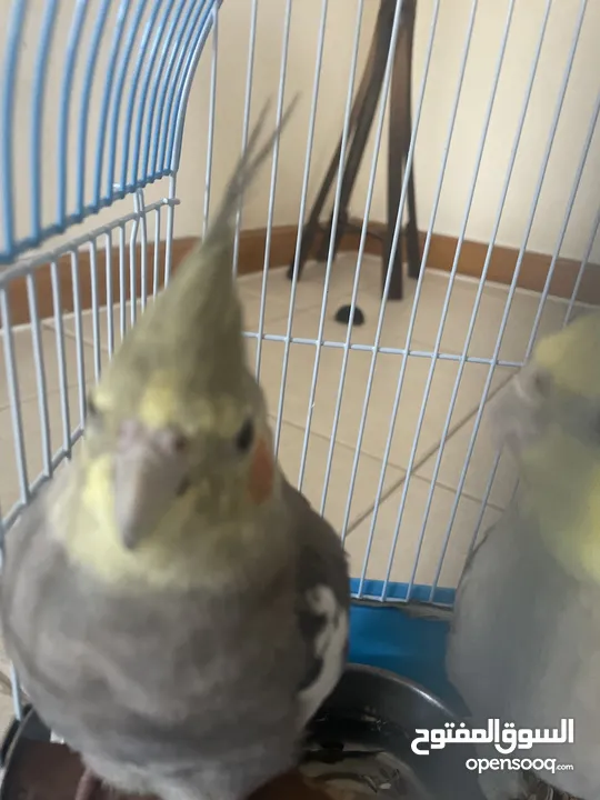 2 Cockateil birds for free adoption with many toys.