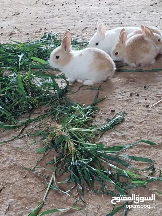 ارانب مميزه حجم صغير