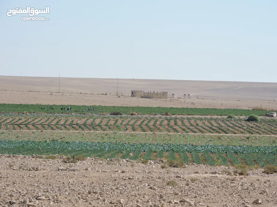 عدة قطع أراضي في مناطق الرجيلة زراعية وبجانب البير