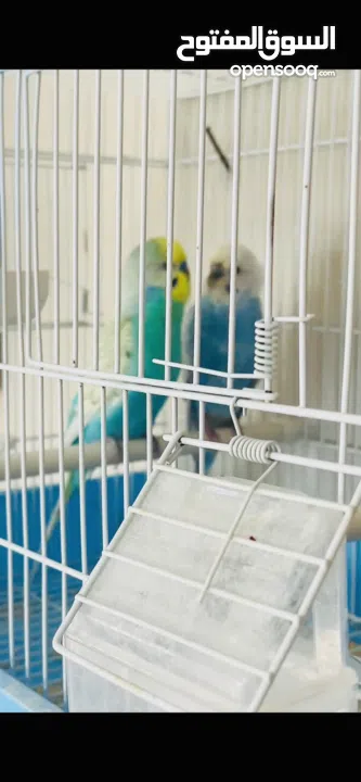 طيور حب بادجي