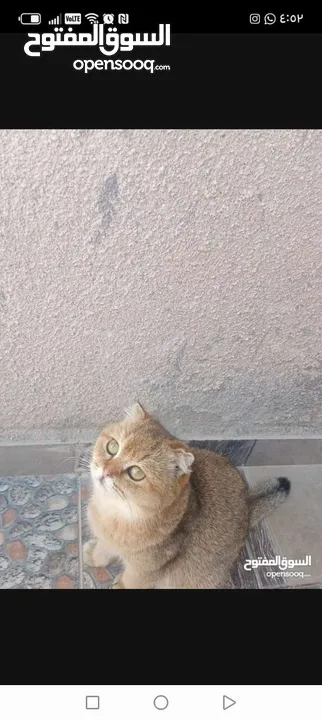 3قطط سكوتش فولد