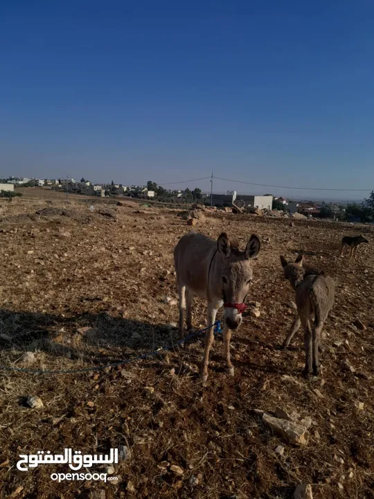 حماره للبيع  مع جحشها