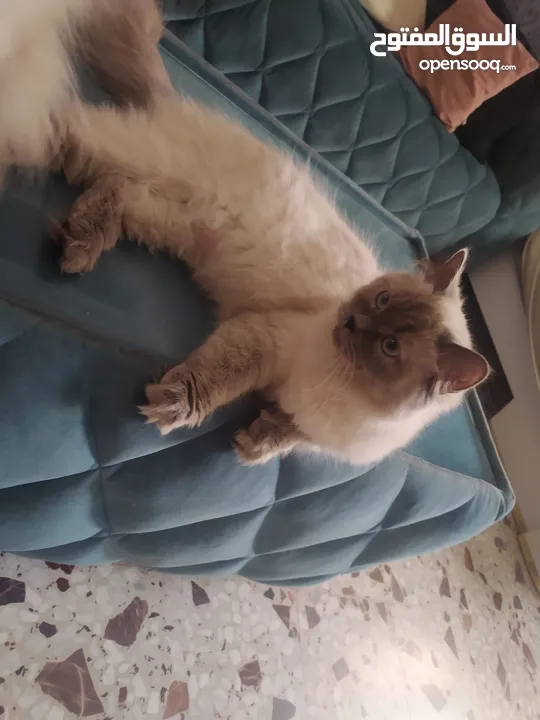 قطط همالايا