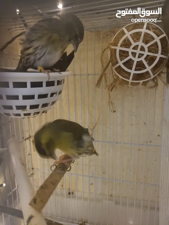 Eurasian siskin pair