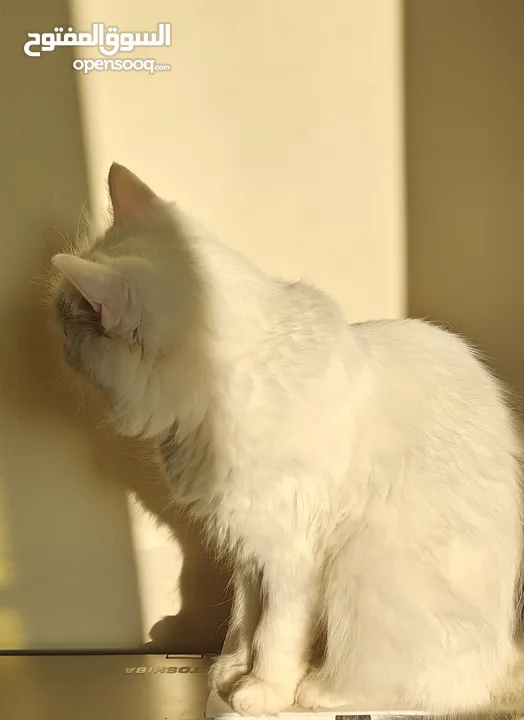 قطة شيرازي بيضاء للتبني