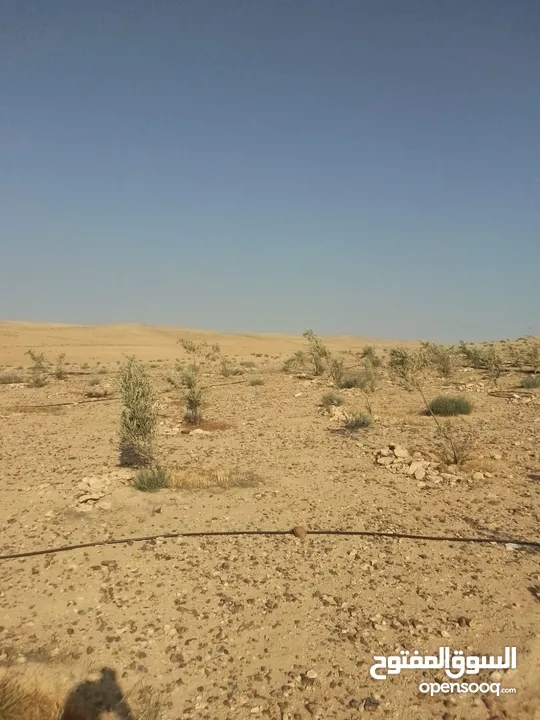 عشره دنمات للبيع