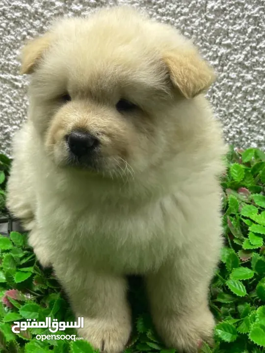 Chow Chow puppies