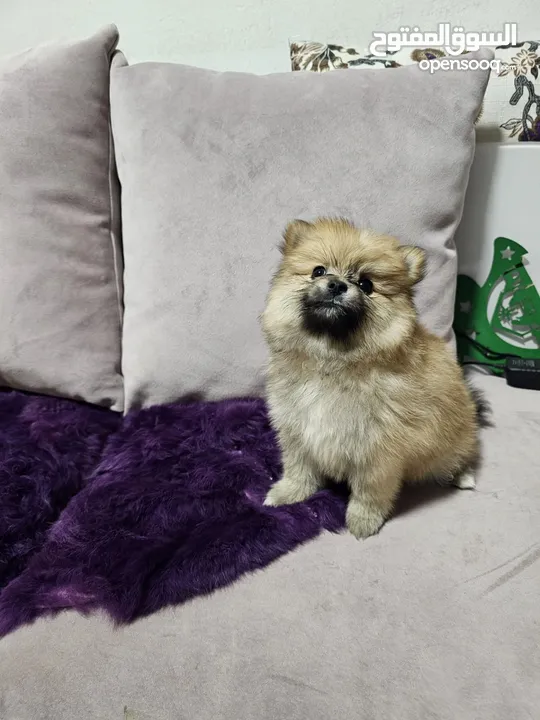 جراوي بوميرنيان pomeranian puppies