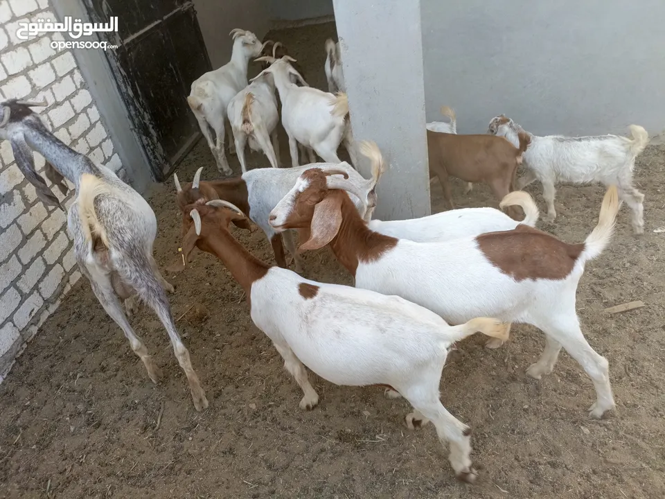 ماعز خليط موجود كمية