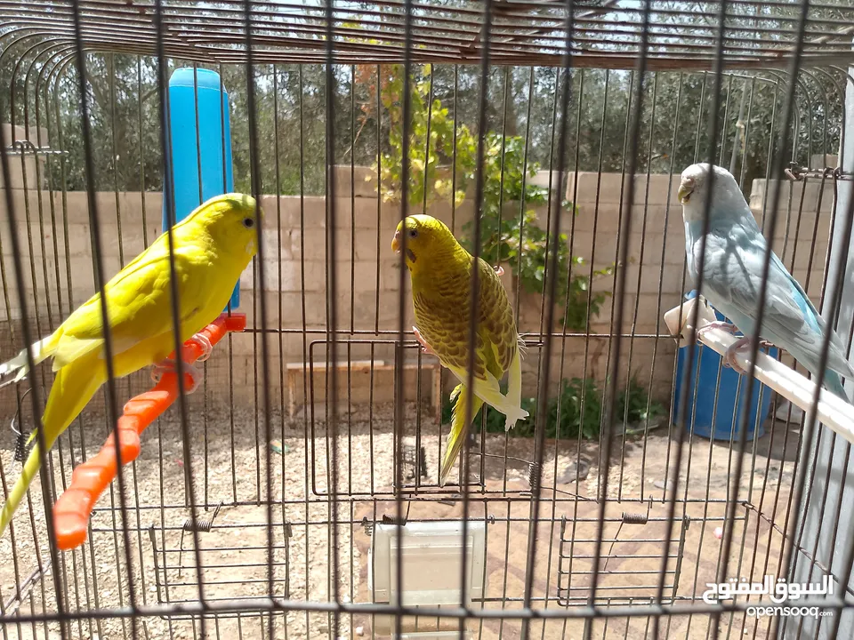 طيور مشكله شغاله للبيع اقرا الوصف