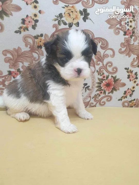 Puppy shihtzu mini