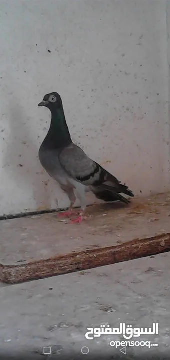 حمام شلبي نخب اول