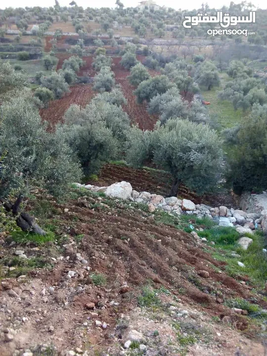 الارض مساحتها 6دونمات مفروزات بقوشان لحاله وأصلها كافة الخدمات واجهه على شارع 45متر فيها 76شجرة