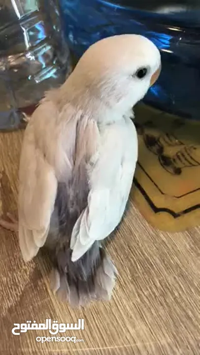 Lovebird Babi for hand feeding